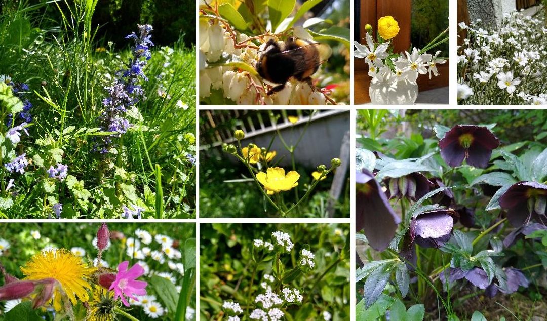Garten Momentaufnahme